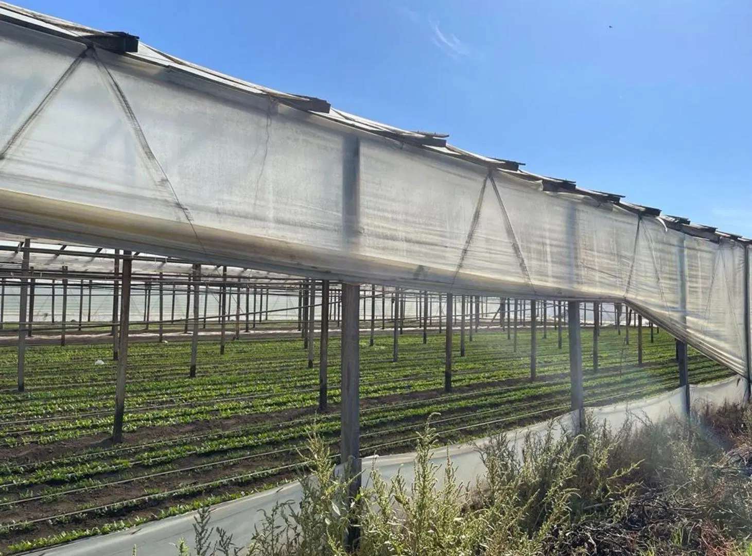 HECTAREAS EN ABASTO EN VENTA -  LA PLATA 4
