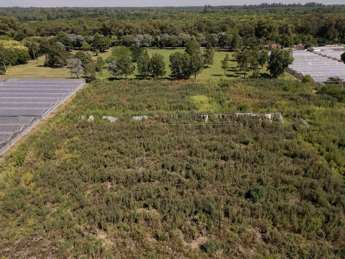 Venta Hectáreas en Villa Elisa 4