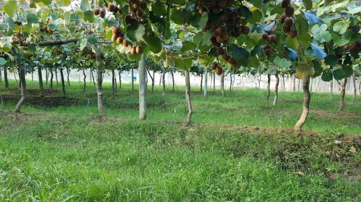 CAMPO EN VENTA EN PAYRO MAGDALENA 3