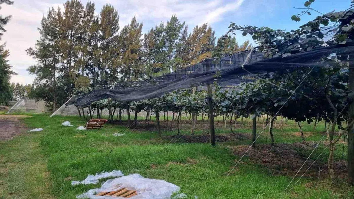 CAMPO EN VENTA EN PAYRO MAGDALENA 2