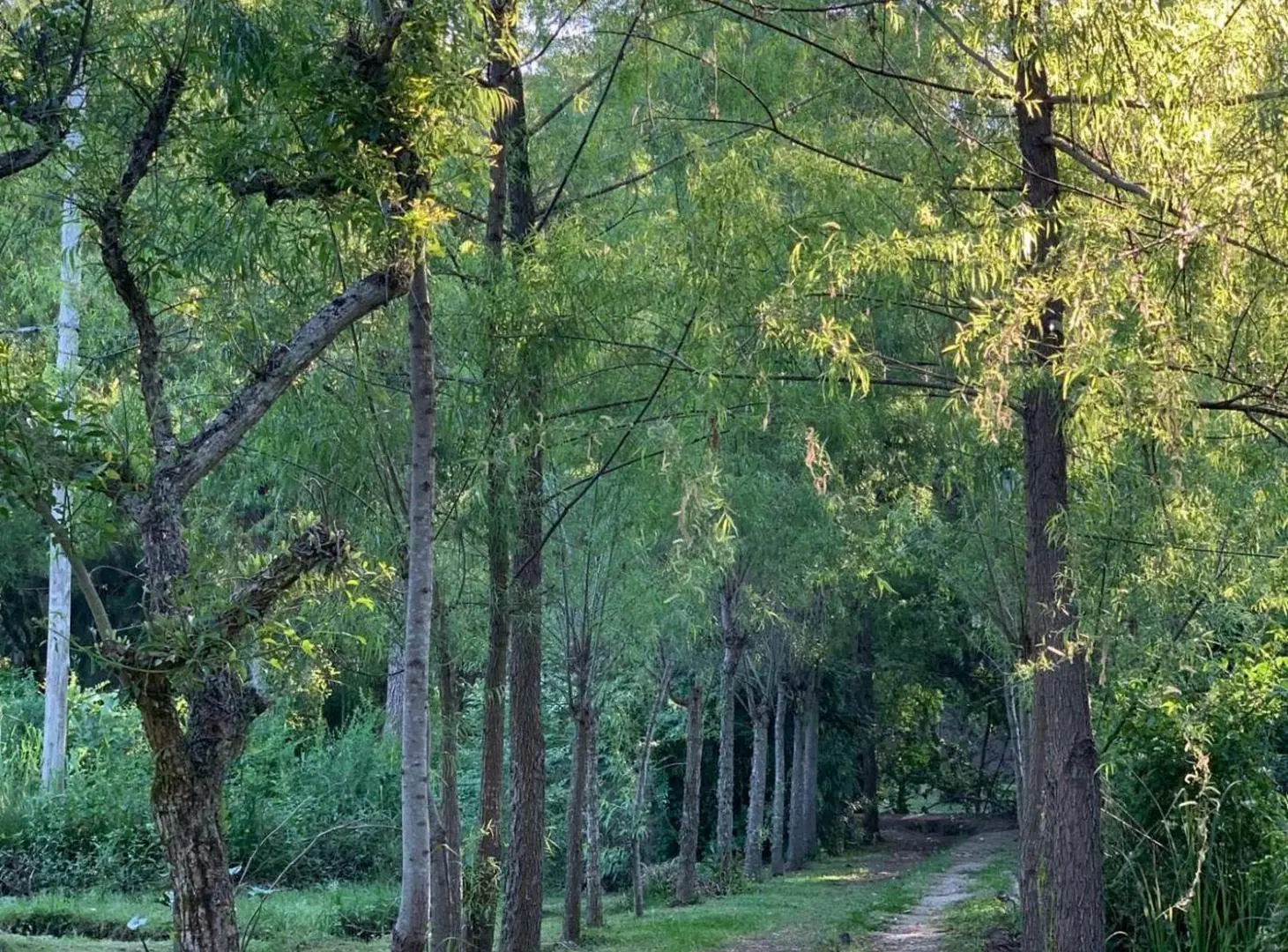 Casas en el Delta de Tigre. Complejo Turístico 8