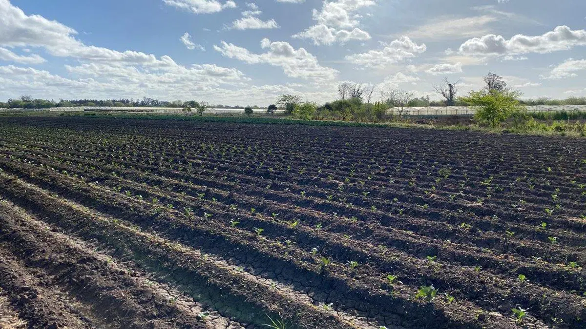 HECTAREAS EN VENTA LA PLATA OLMOS 1
