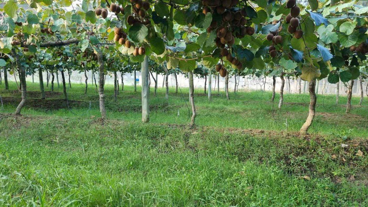Foto de CAMPO EN VENTA EN PAYRO MAGDALENA, imagen 4