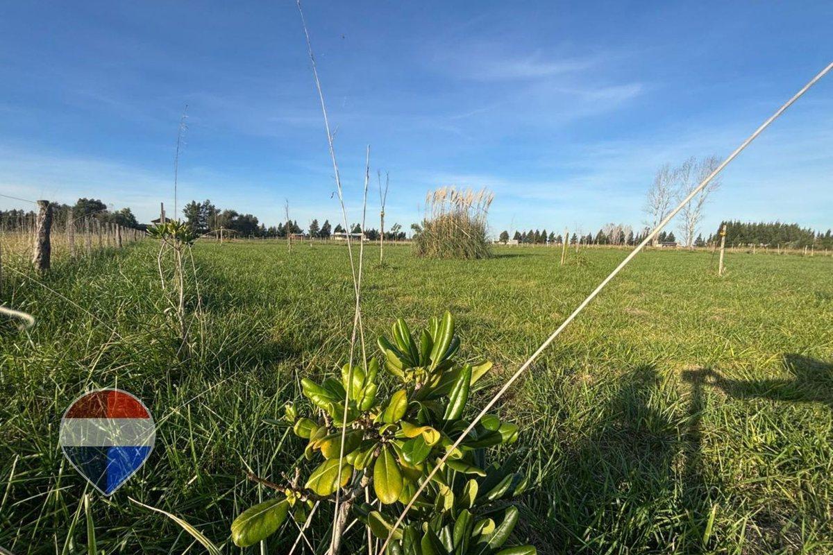 Foto de TERRENO EN VENTA BRANDSEN, imagen 5