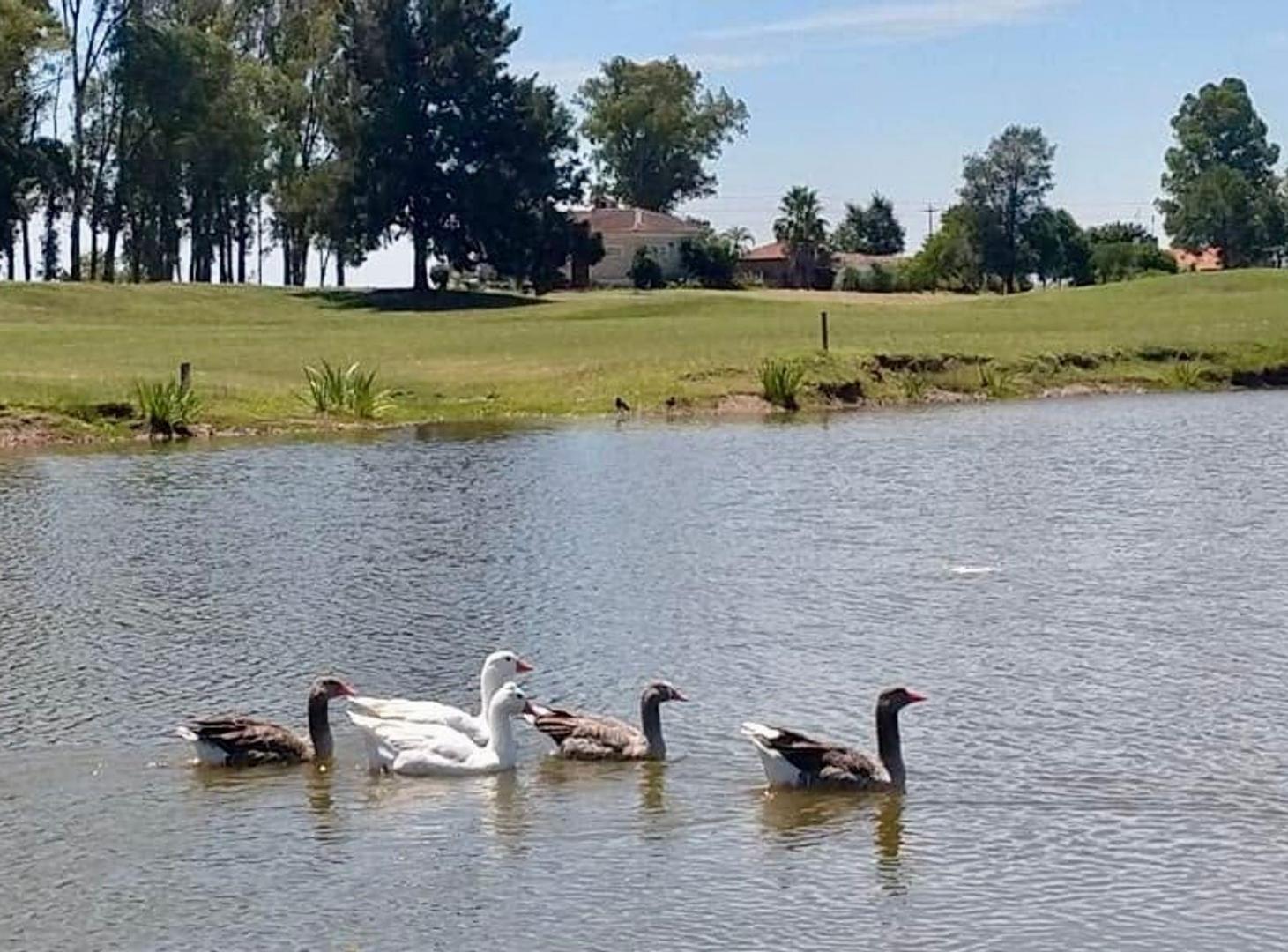 Foto de Lote en VENTA en La Victoria Polo Country Club, imagen 5