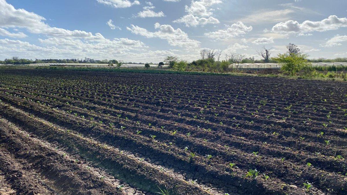 Foto de HECTAREAS EN VENTA LA PLATA OLMOS, imagen 2