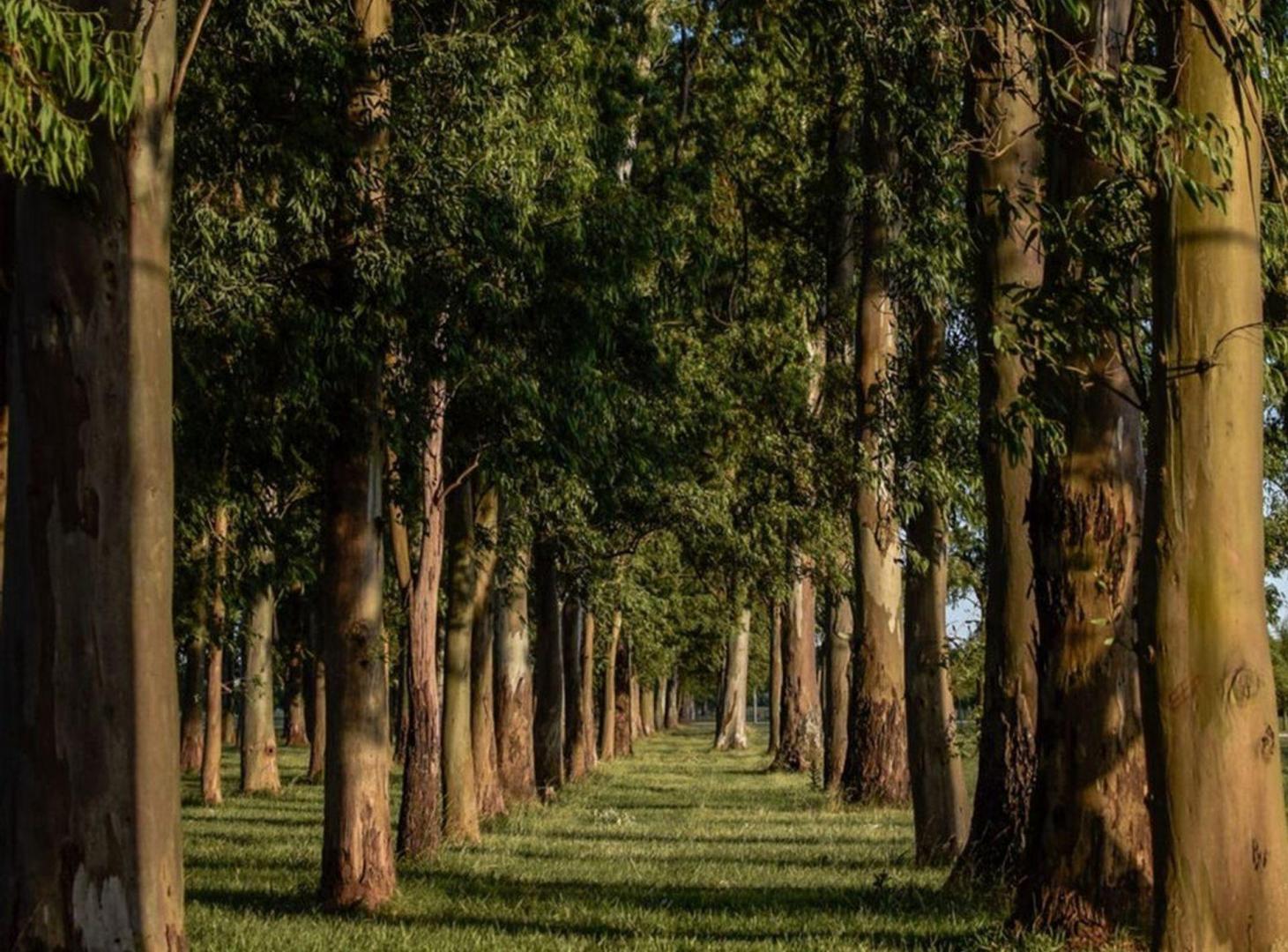 Foto de la propiedad en Campos de Roca 2 0, Campos de Roca, Brandsen