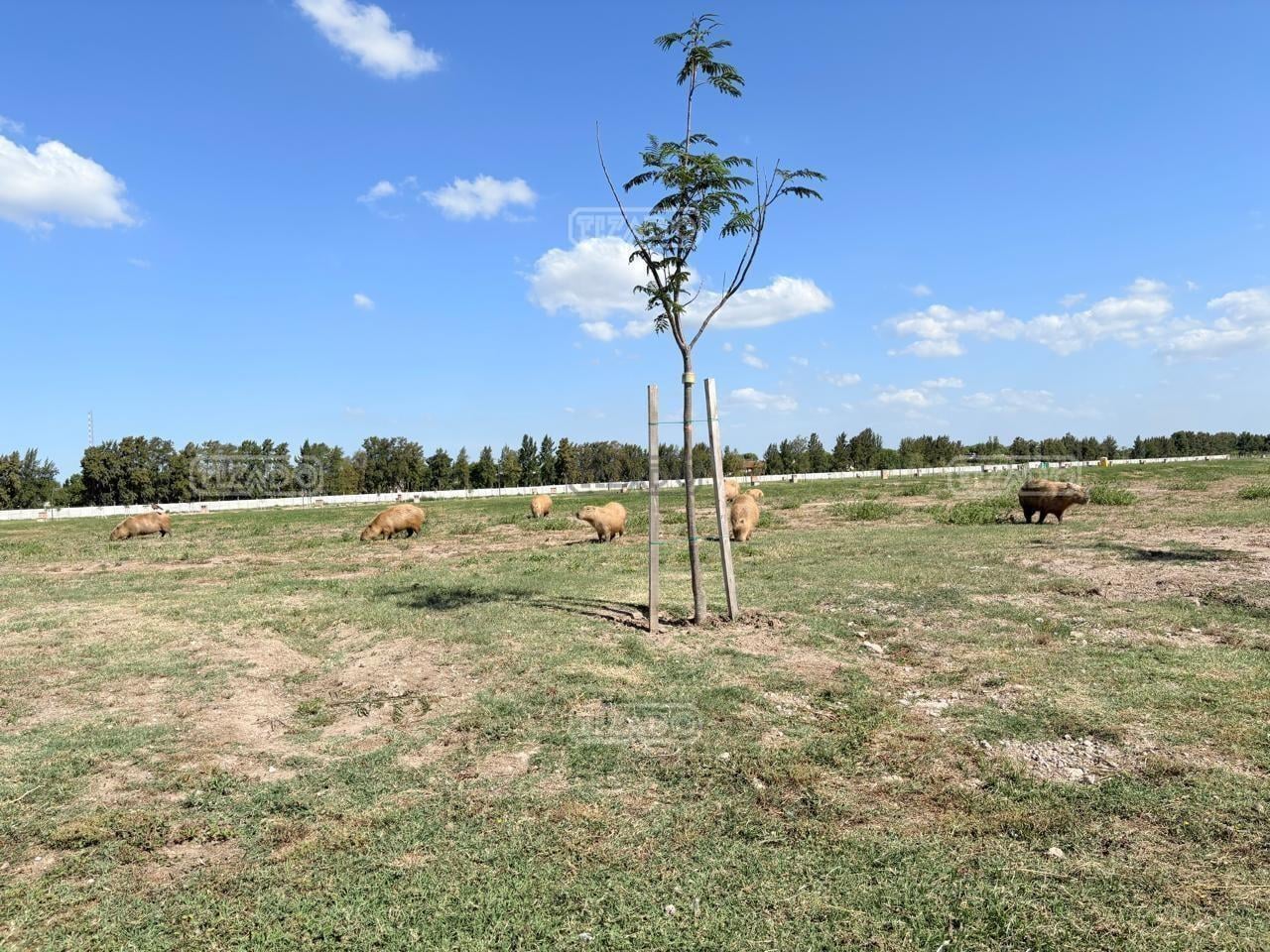 Foto de Terreno Lote en Venta en Silvestre, Nordelta, Tigre, imagen 1