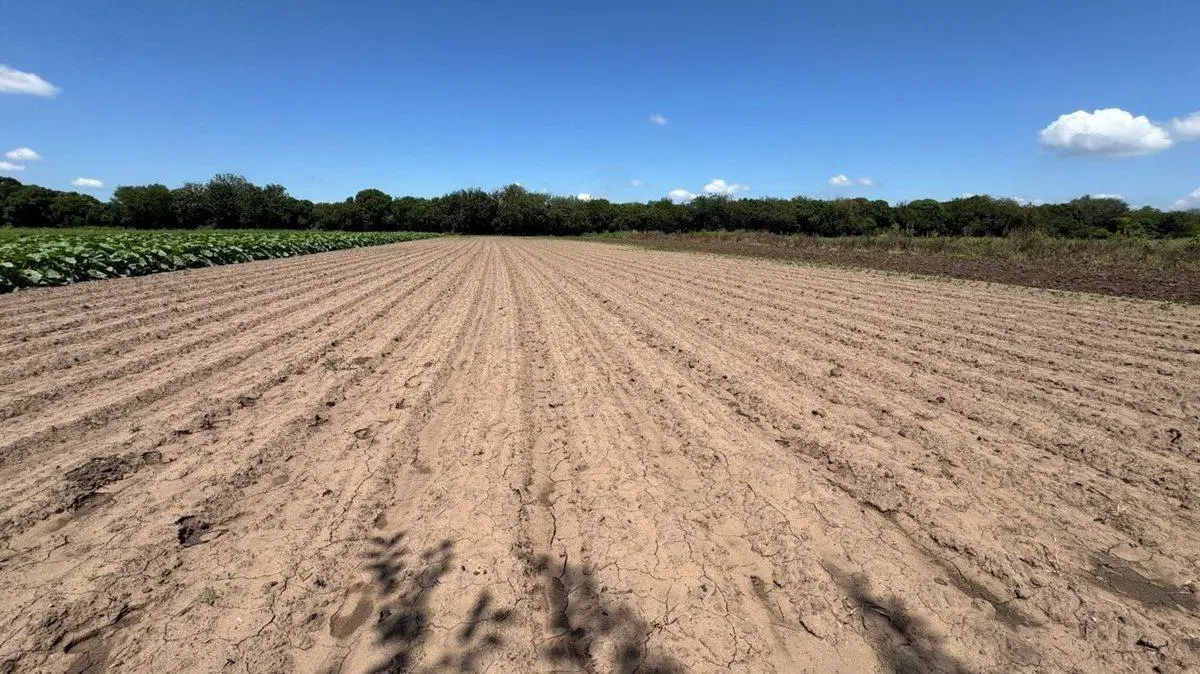 VENTA 6.5 HECTAREAS TRABAJADAS COLONIA CAROYA 3
