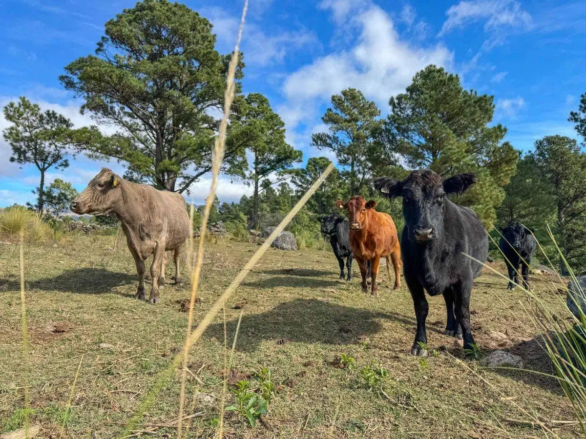 VENTA LOTES COPINA - SIERRAS DE CÓRDOBA 5