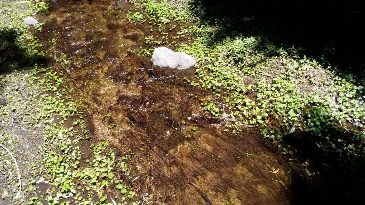 VENTA CAMPO 18HAS ARROYO CNO CANDONGA AGUA DE ORO 3