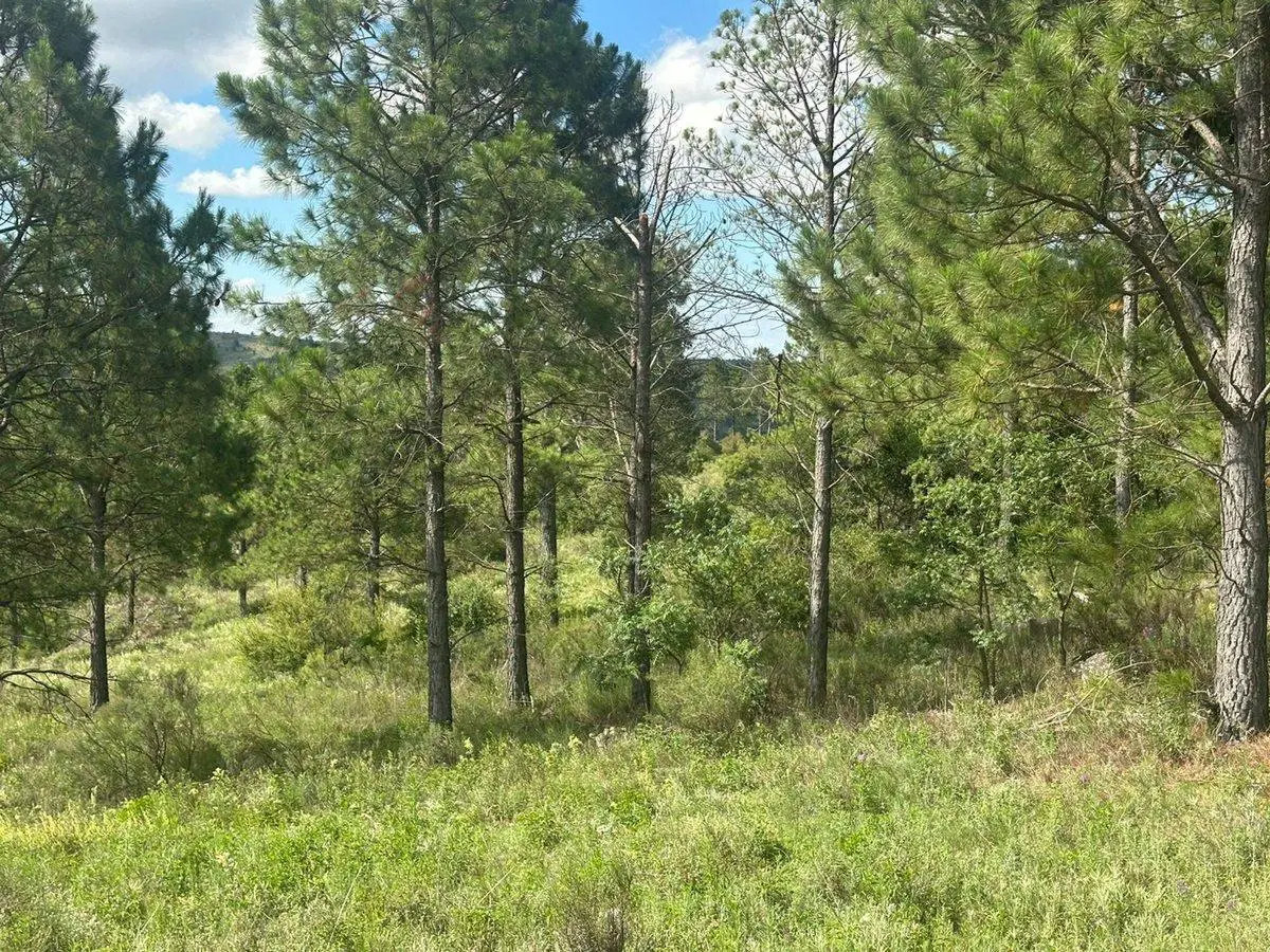 VENTA LOTE 1.5HA EN SAN CLEMENTE SOBRE RUTA C/RIO 5
