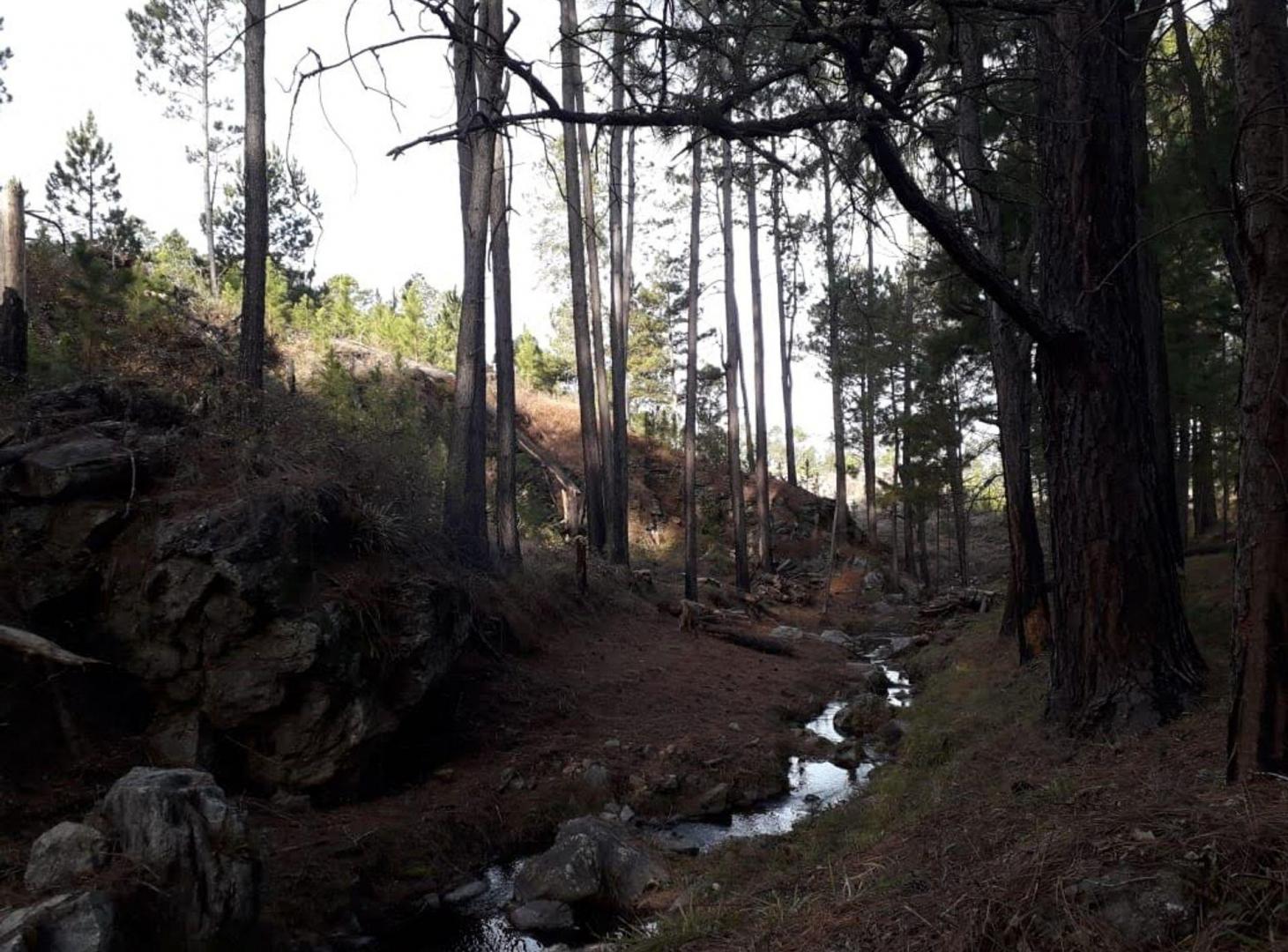 Foto de venta 3 Hectáreas con Arroyo en El Durazno Calamuc, imagen 5