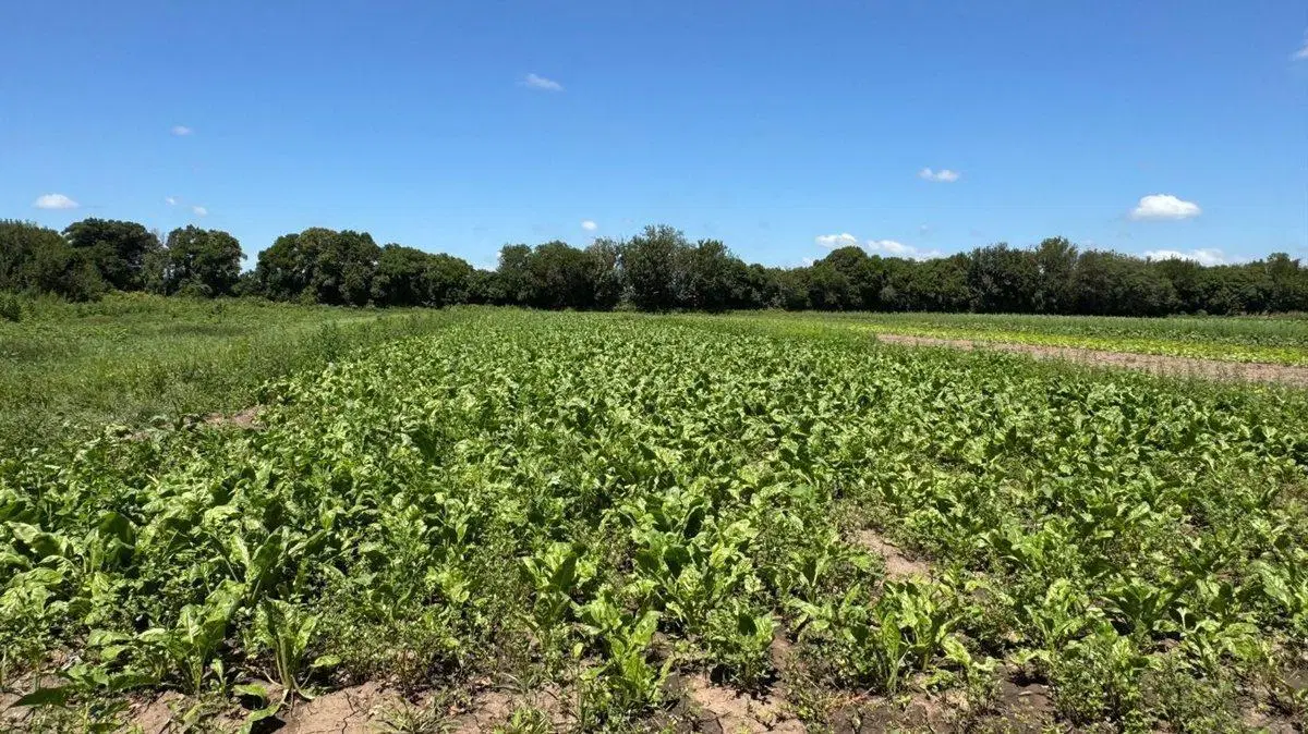 VENTA 6.5 HECTAREAS TRABAJADAS COLONIA CAROYA 3
