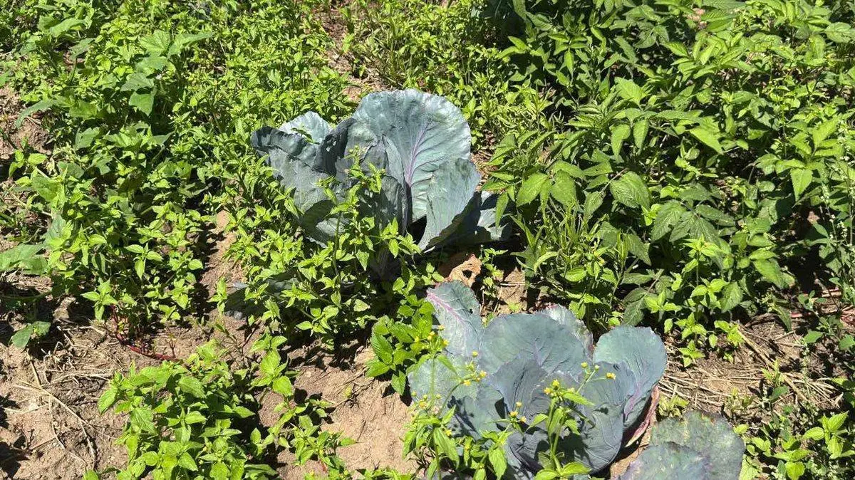 VENTA 6.5 HECTAREAS TRABAJADAS COLONIA CAROYA 4