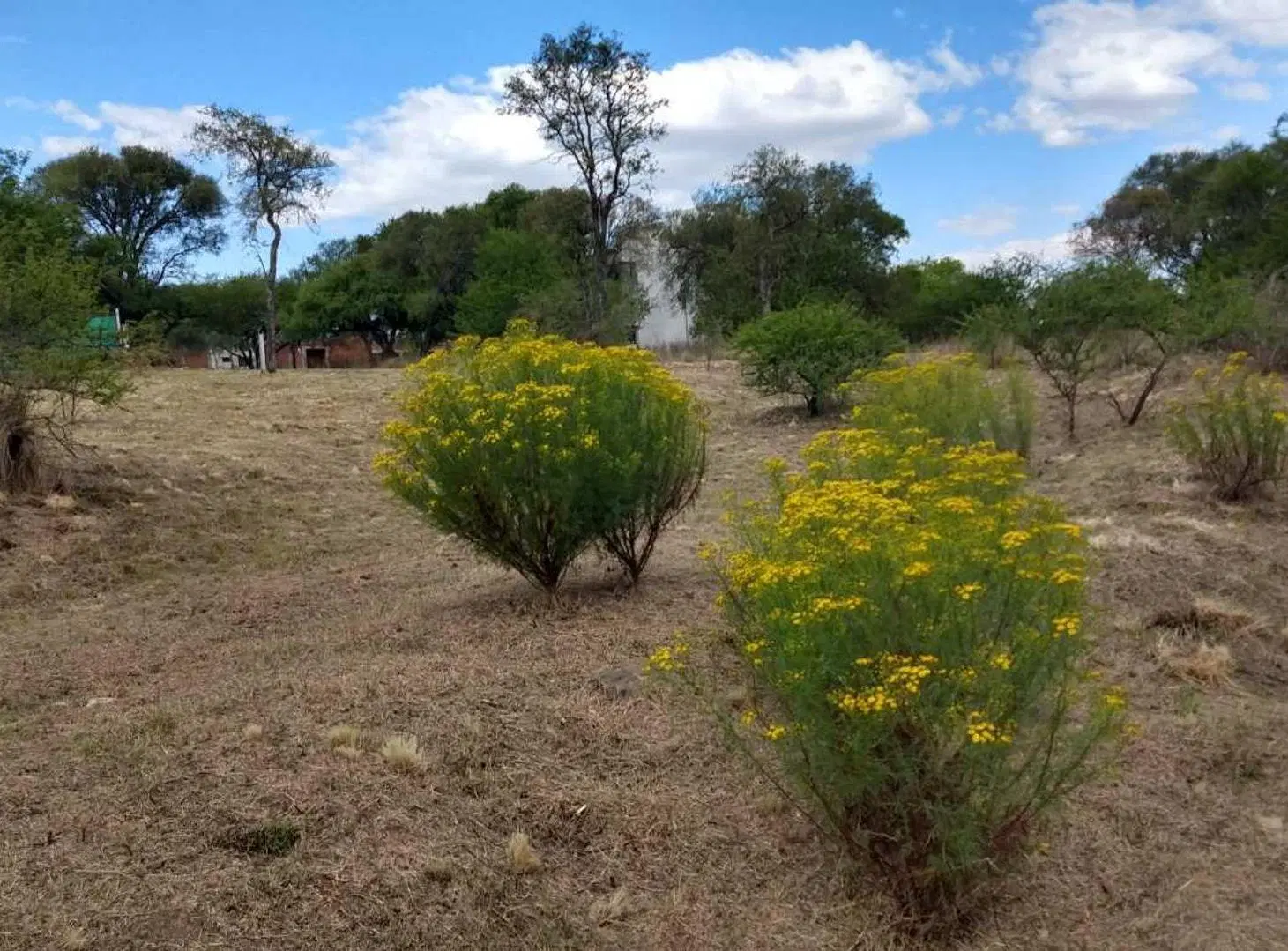 VENTA LOTE TIERRALTA 1543M2 ZONA CONSOLIDADA 8
