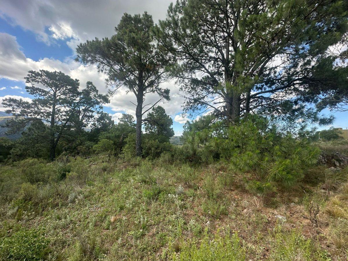 Foto de VENTA LOTE 1.5HA EN SAN CLEMENTE SOBRE RUTA C/RIO, imagen 3