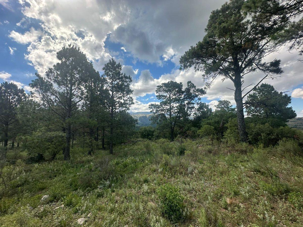 Foto de VENTA LOTE 1.5HA EN SAN CLEMENTE SOBRE RUTA C/RIO, imagen 2