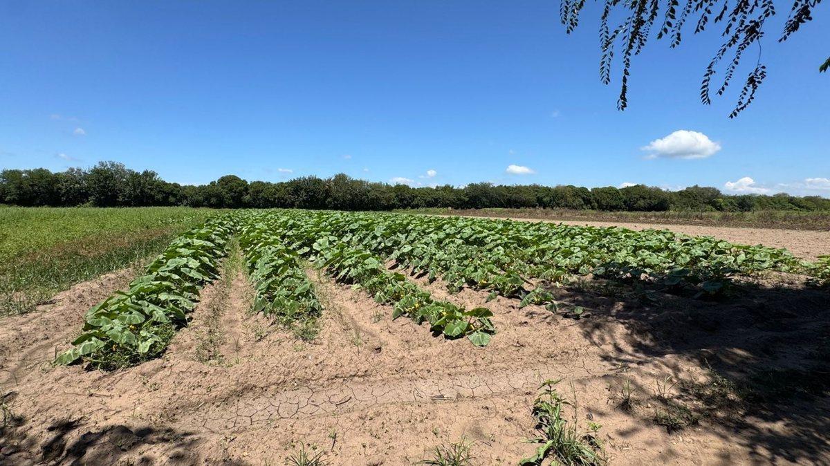 Foto de VENTA 6.5 HECTAREAS TRABAJADAS COLONIA CAROYA, imagen 1