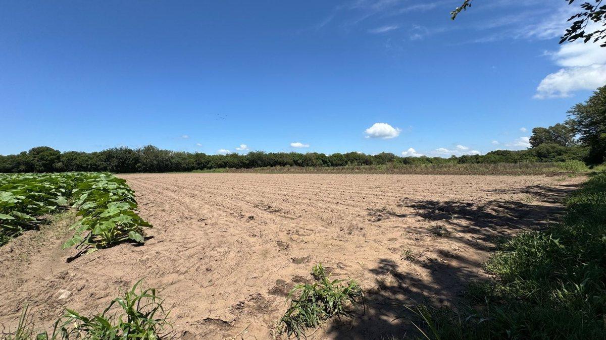 Foto de VENTA 6.5 HECTAREAS TRABAJADAS COLONIA CAROYA, imagen 5