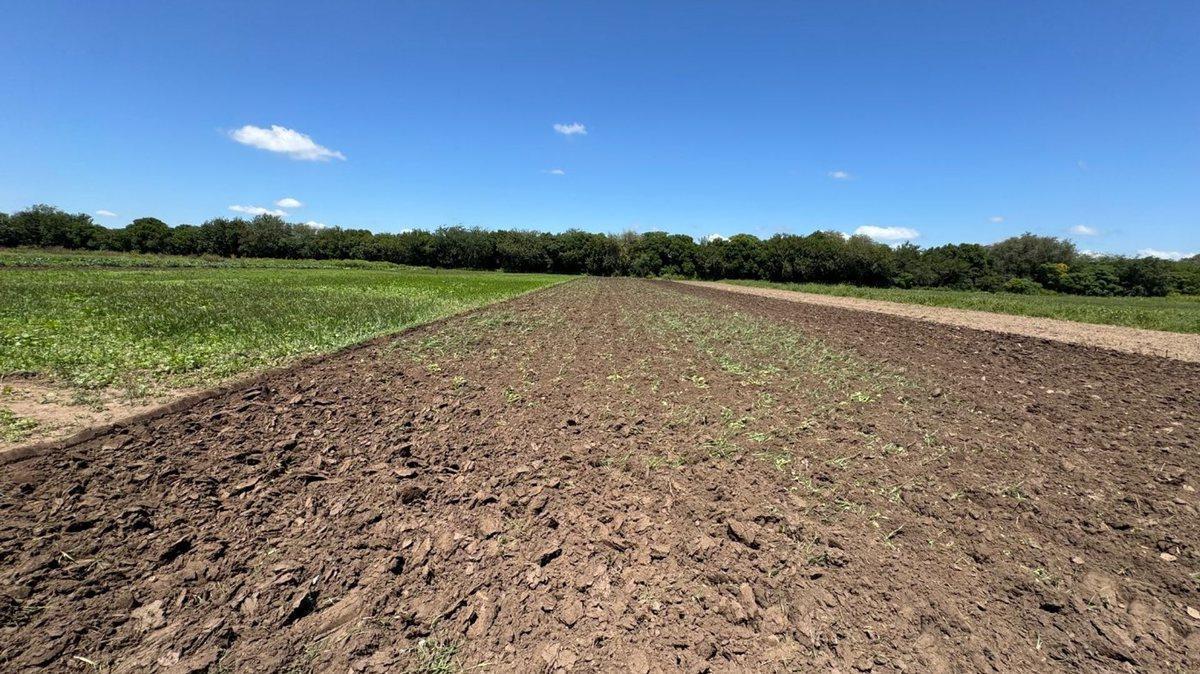 Foto de VENTA 6.5 HECTAREAS TRABAJADAS COLONIA CAROYA, imagen 3