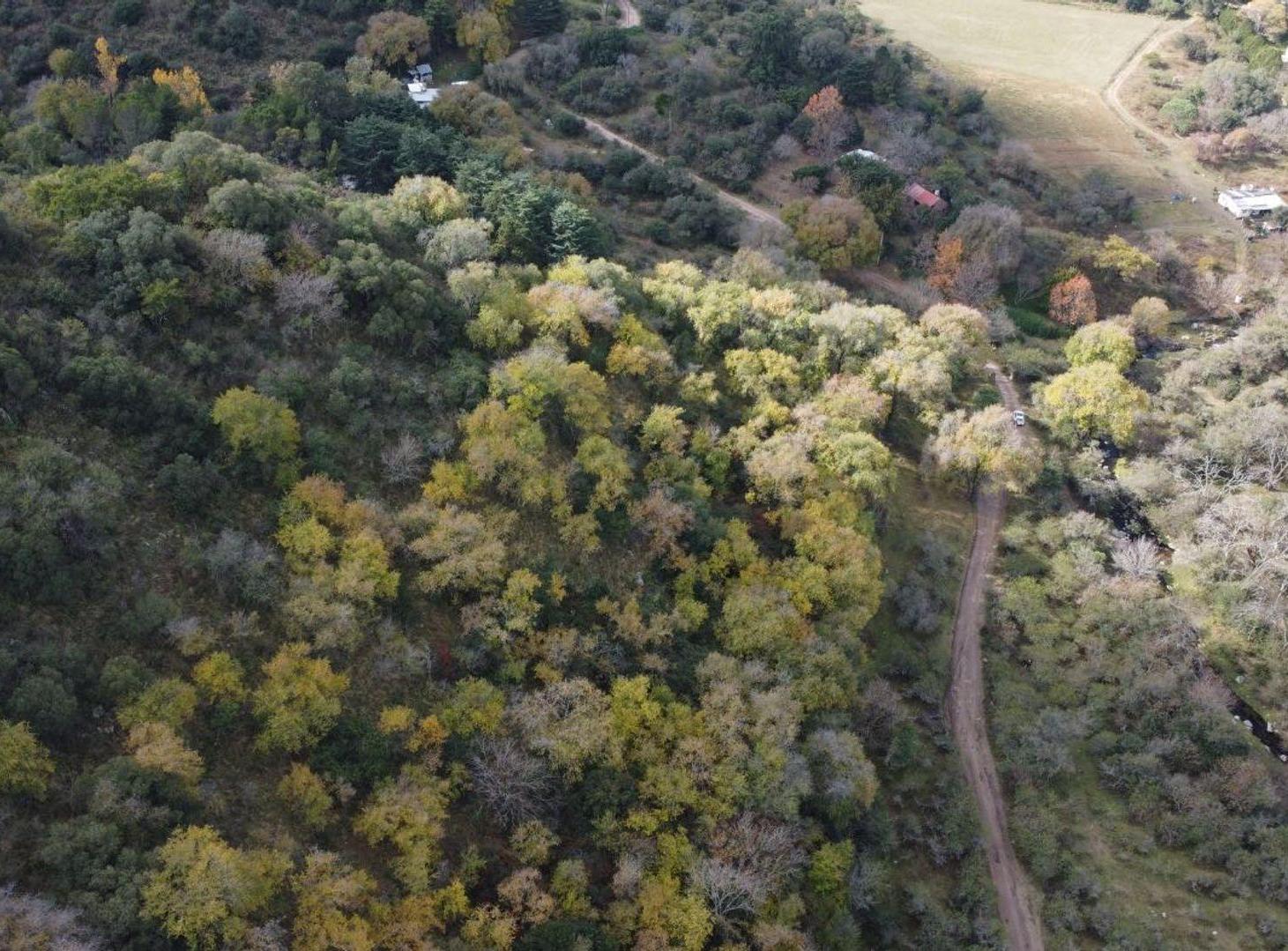 Foto de VENTA CAMPO 10 HECTAREAS COLANCHANGA, imagen 2