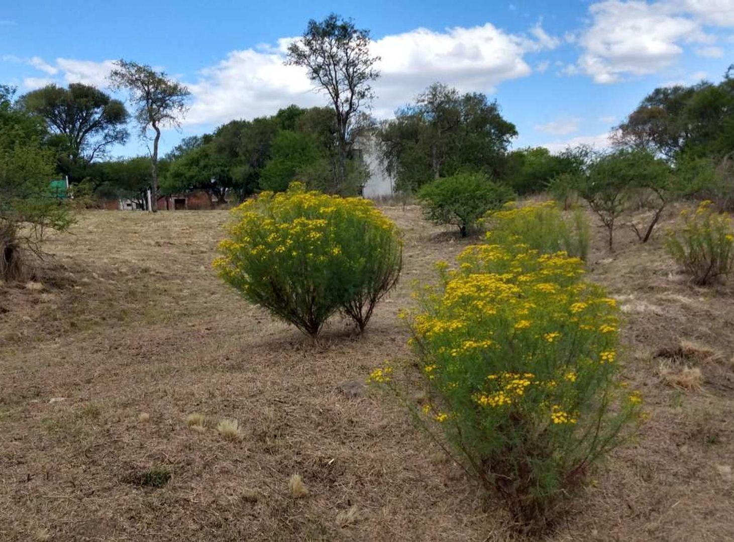 Foto de VENTA LOTE TIERRALTA 1543M2 ZONA CONSOLIDADA, imagen 5