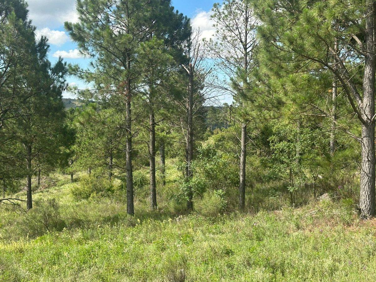 Foto de VENTA LOTE 1.5HA EN SAN CLEMENTE SOBRE RUTA C/RIO, imagen 2