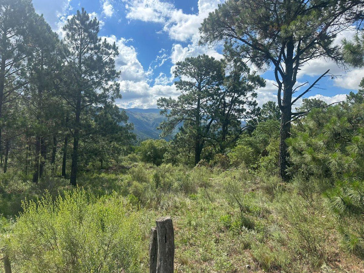 Foto de VENTA LOTE 1.5HA EN SAN CLEMENTE SOBRE RUTA C/RIO, imagen 3