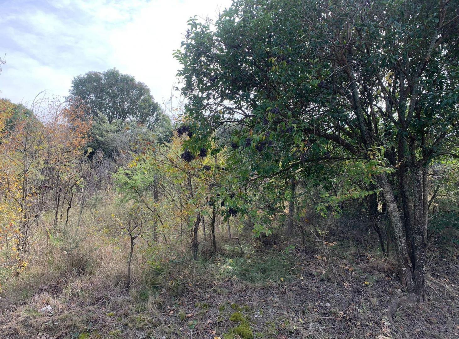 Foto de TERRENO EN VENTA EN CASA GRANDE CORDOBA, imagen 3