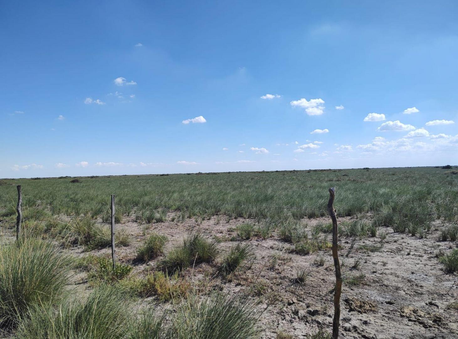 Foto de VENTA CAMPO 294 HAS LA RINCONADA RIO SECO CORDOBA, imagen 3