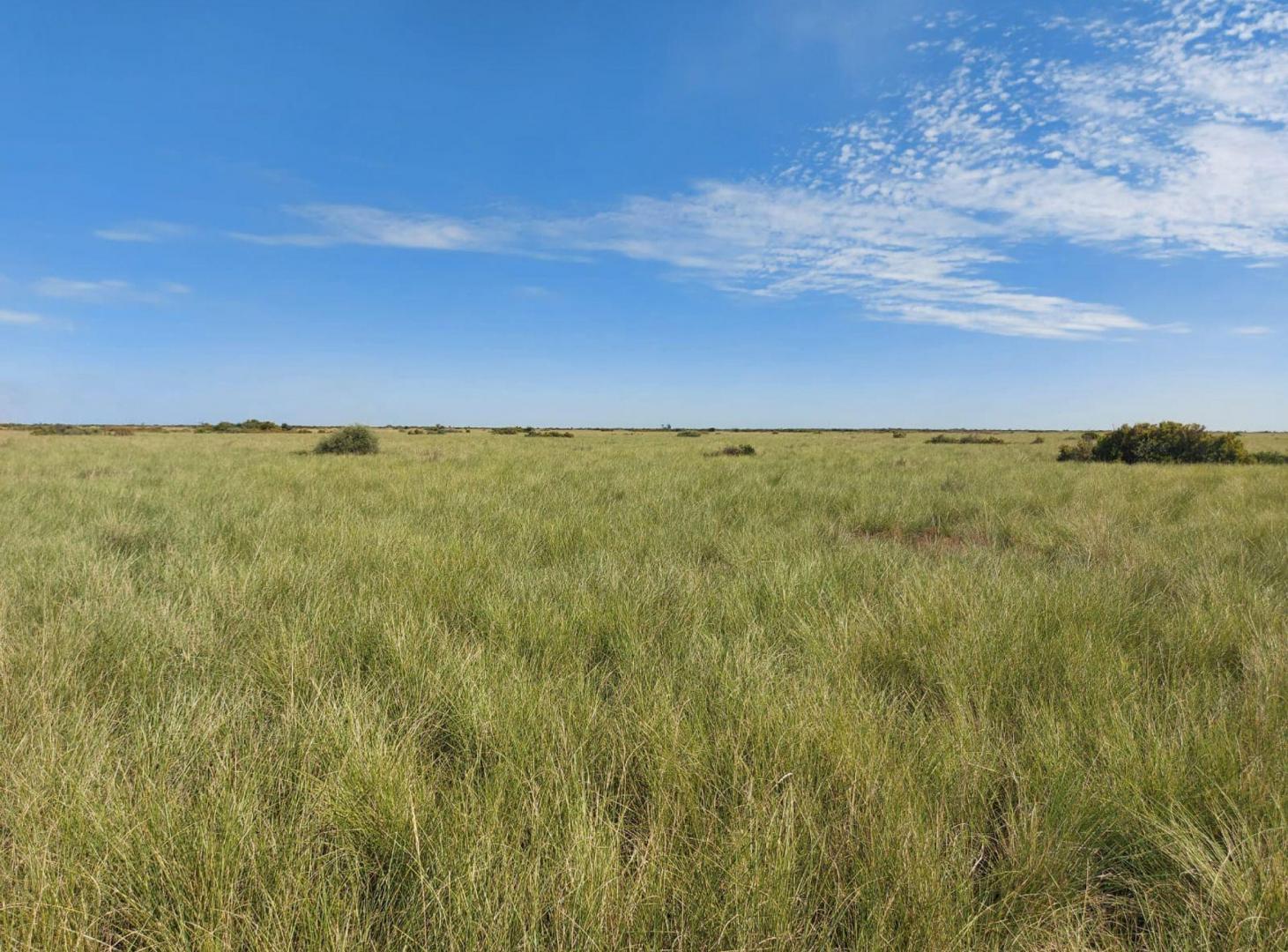 Foto de VENTA CAMPO 294 HAS LA RINCONADA RIO SECO CORDOBA, imagen 1