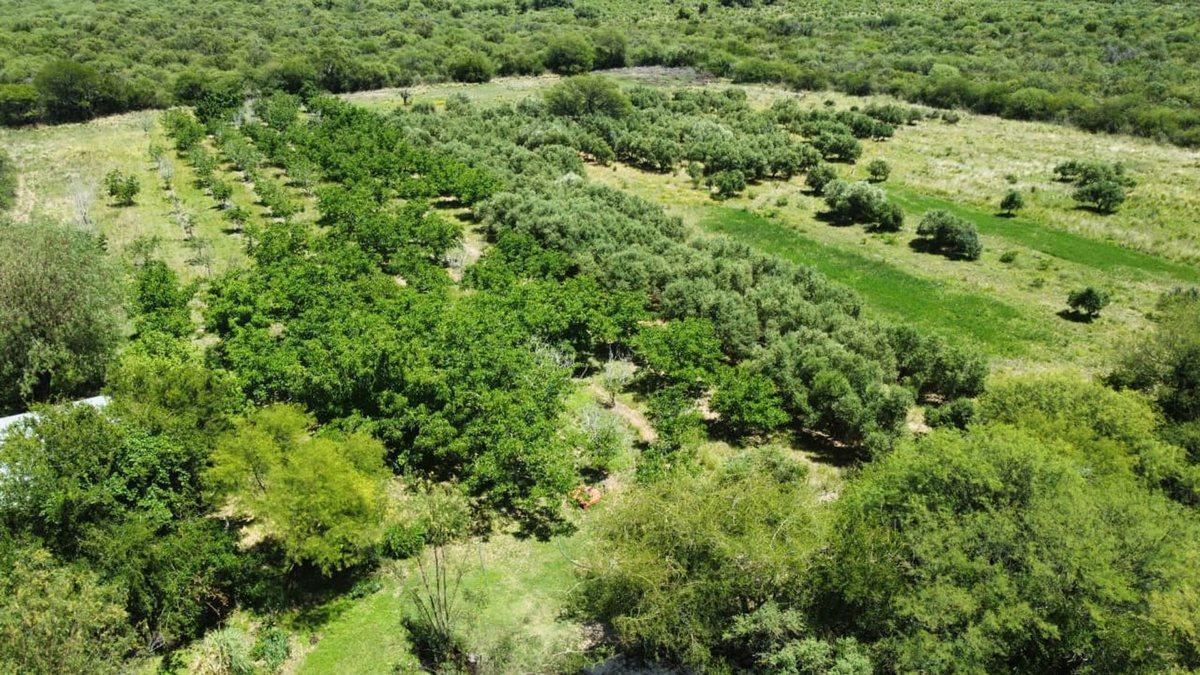 Foto de VENTA CAMPO TURISTICO 87HAS LA POBLACION CORDOBA, imagen 4