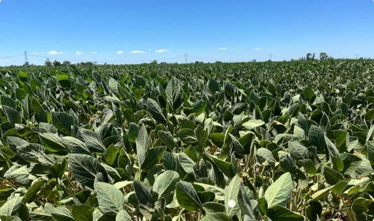 VENTA DE CAMPO AGRICOLA EN GDOR. CANDIOTI 3