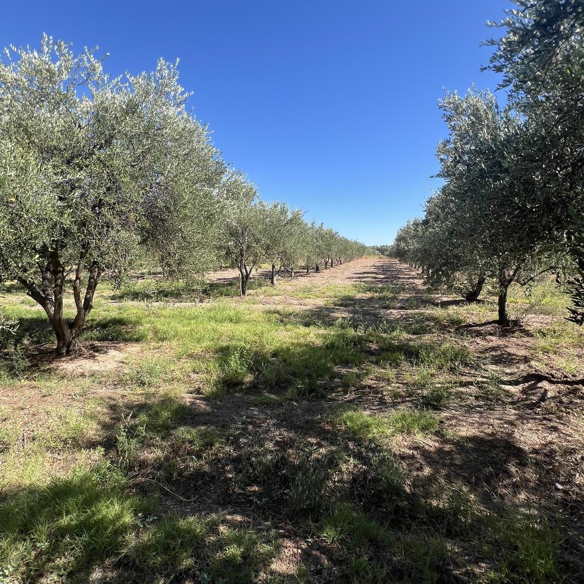 Finca en Cuadro Benegas 3