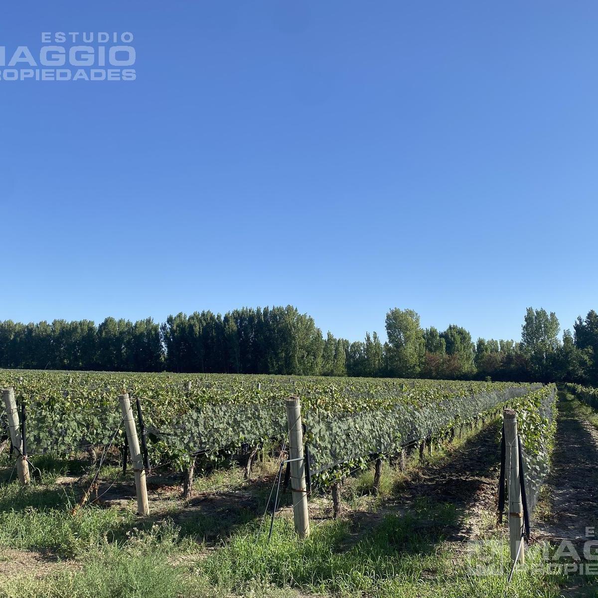 Finca Venta San Rafael Mendoza