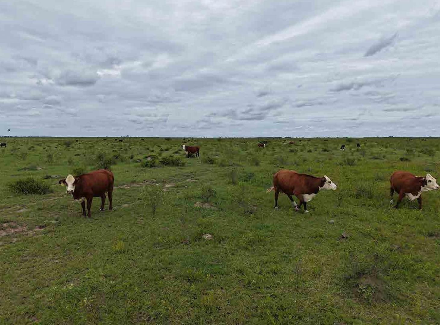 Foto de Campo Agrícola en Guardia Escolta, Departamento Belgrano., imagen 4