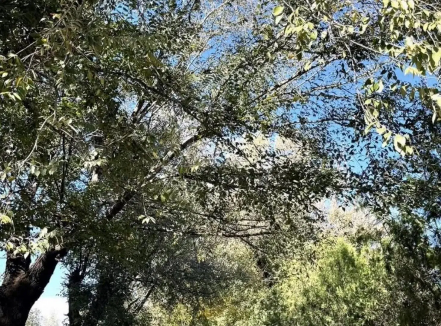 VENTA DE LOTE  LA MAGDALENA BARRIO GOLD CANNING 4