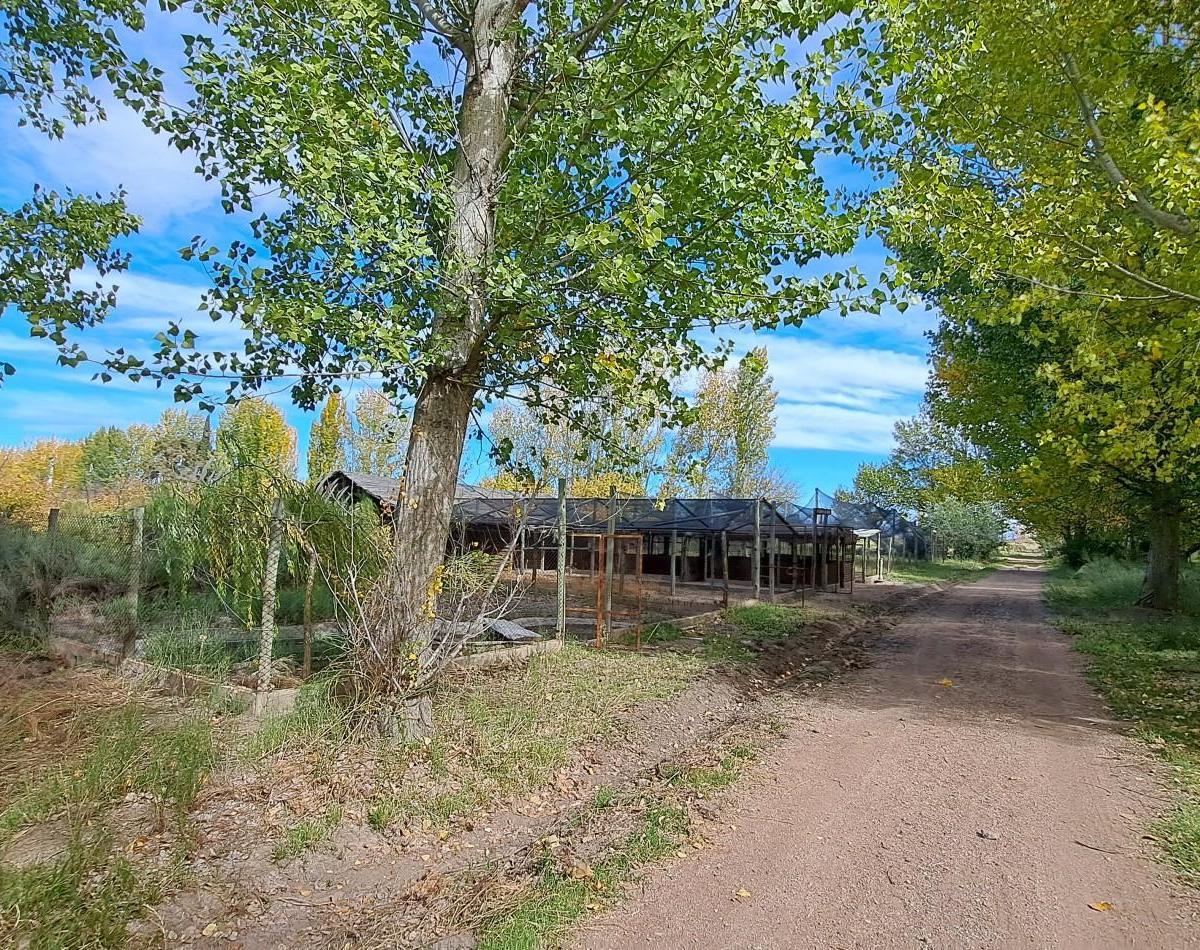 Vendo Finca 42 Has en San Rafael con Casa Patonal 4 Dorm. + Piscina + Galpones + Prod de Ci 4