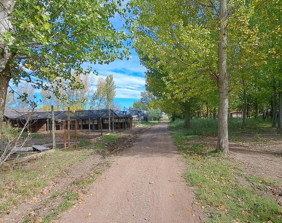 Vendo Finca 42 Has en San Rafael con Casa Patonal 4 Dorm. + Piscina + Galpones + Prod de Ci 3