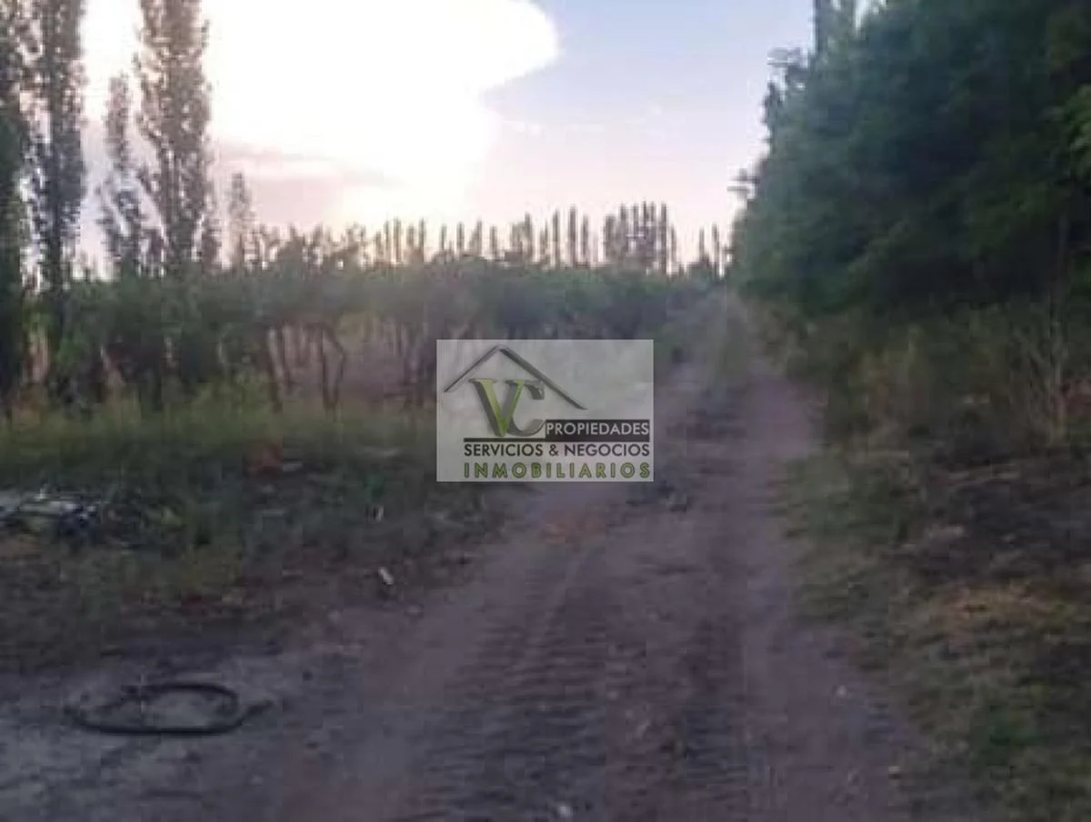 Vendo Finca 20 Has Produccion Uva a 5 Km de Salto de Las Rosas. San Rafael. Mendoza 3