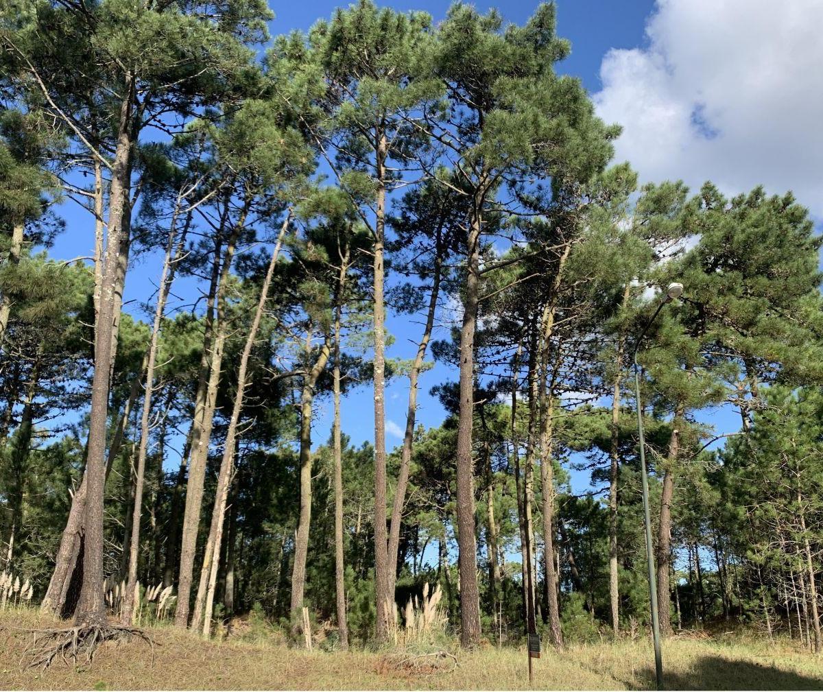 Lote en Venta en Pinamar Zona Álamos