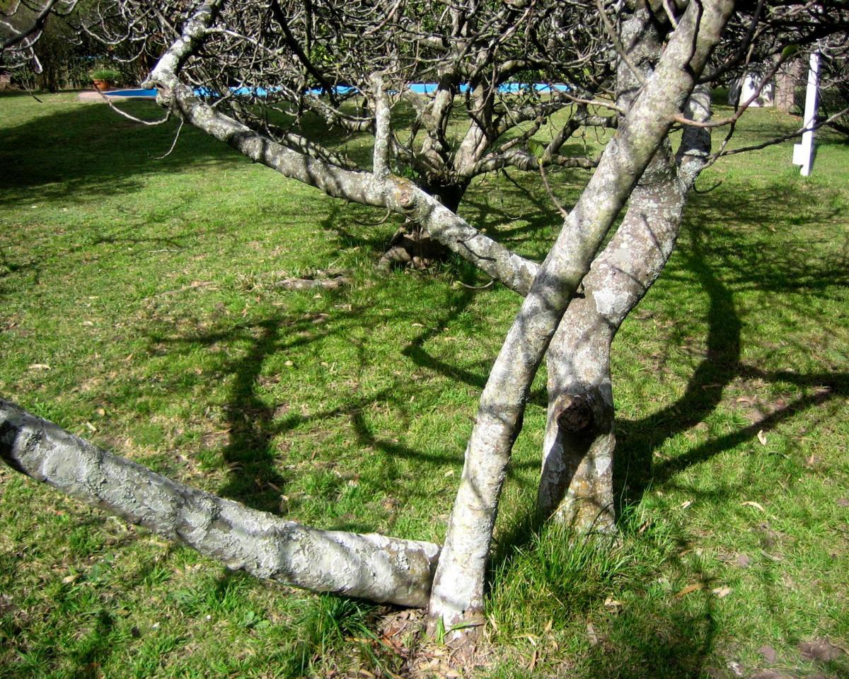 Foto de TERRENO - AÑOSA ARBOLEDA - VILLA LA RIBERA, imagen 3