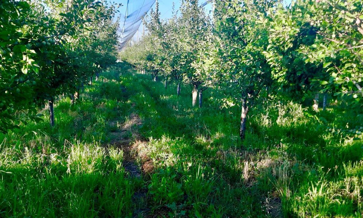 Finca Premium de Ciruelas Dagen con Infraestructura de Alta Tecnología – Cuadro Benegas – San Rafael 2