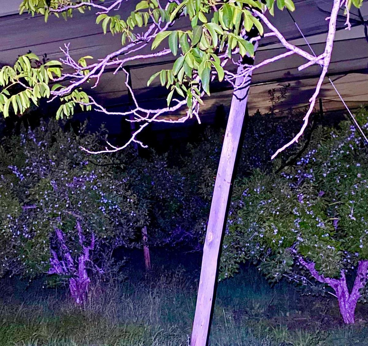 Finca Premium de Ciruelas Dagen con Infraestructura de Alta Tecnología – Cuadro Benegas – San Rafael 4