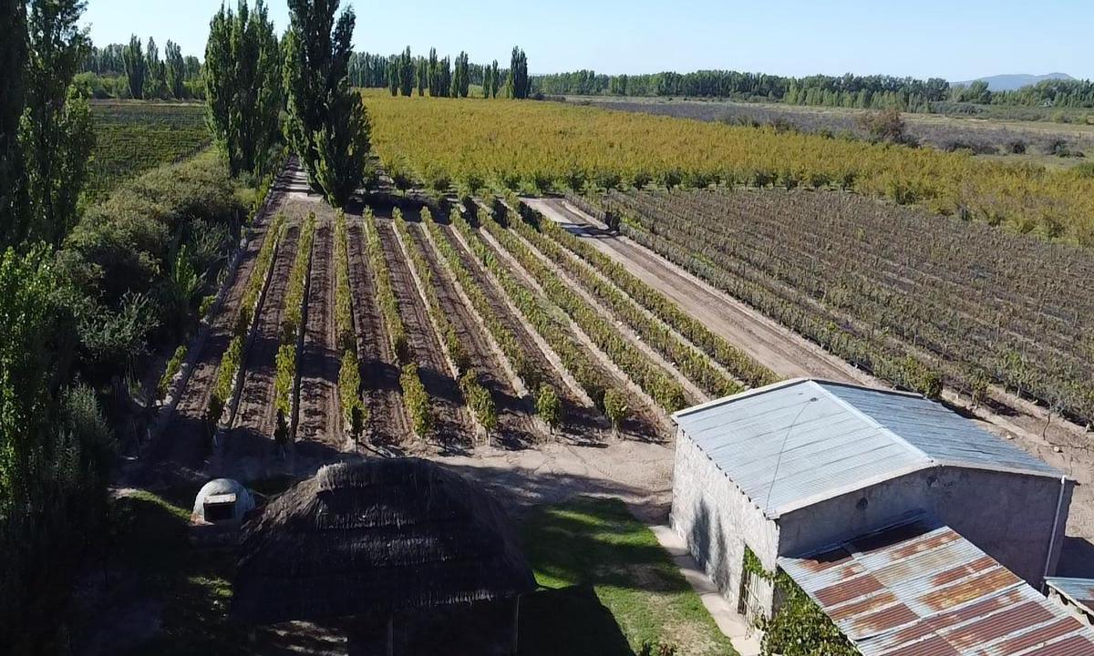 Finca de 8 Ha de Ciruelos y Casa en Cuadro Benegas 4