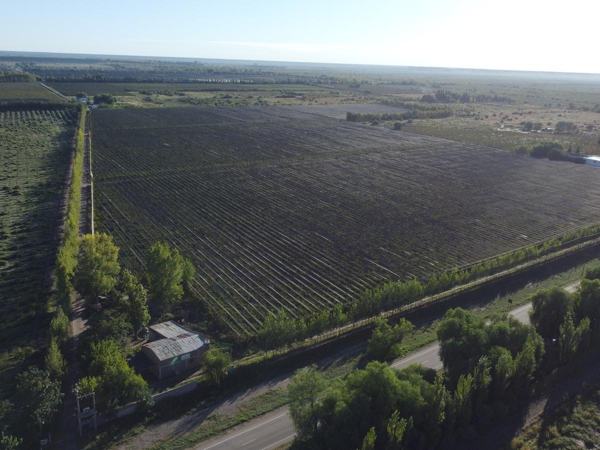 Finca de Viñedos de 24 Ha en Cuadro Bombal 4