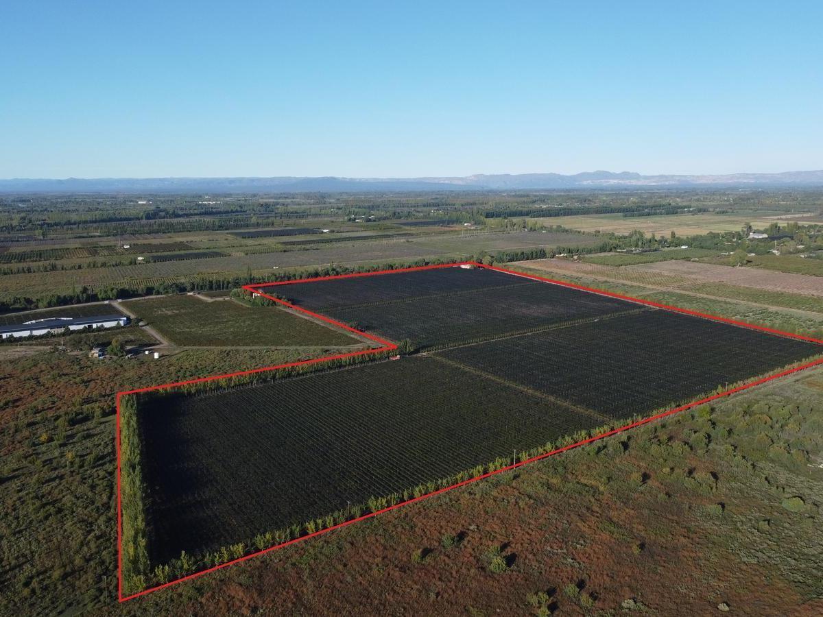 Finca de Viñedos de 24 Ha en Cuadro Bombal 5