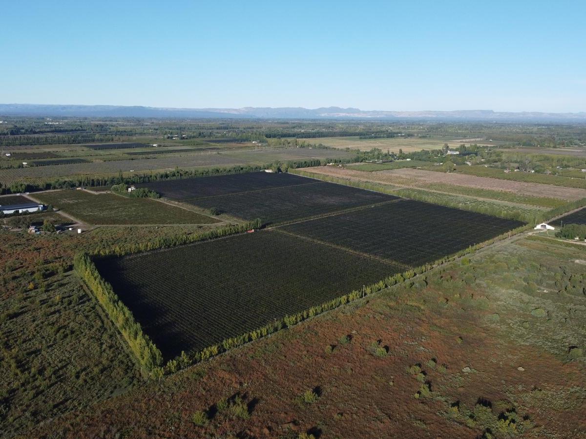 Finca de Viñedos de 24 Ha en Cuadro Bombal 1