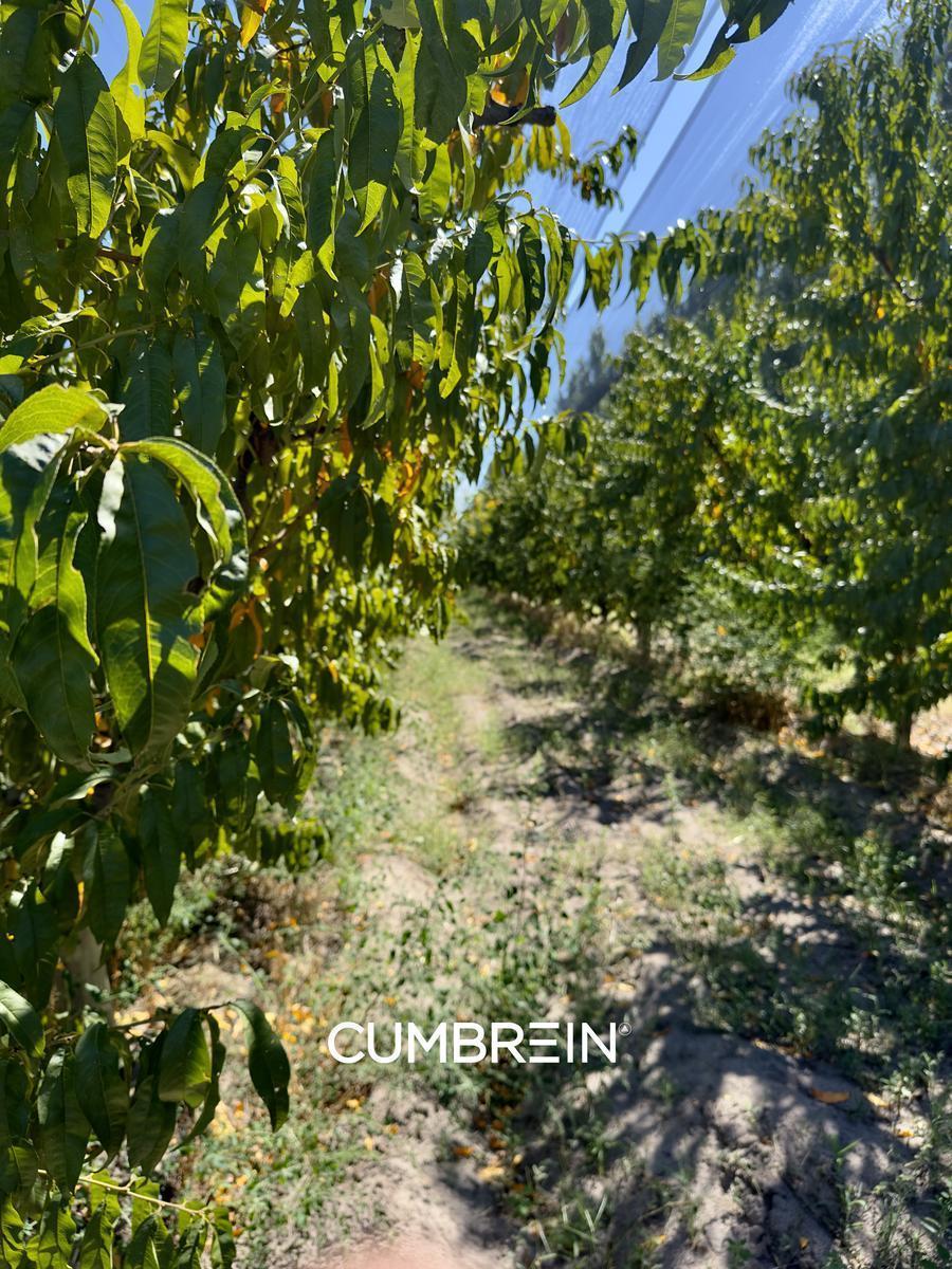 Extraordinaria Finca de 83 Ha de Viñedos, Durazno y Alfalfa 1